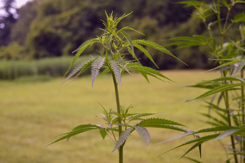 a close up of a plant in a field, a portrait, hemp, ¯_(ツ)_/¯, full res, large tall