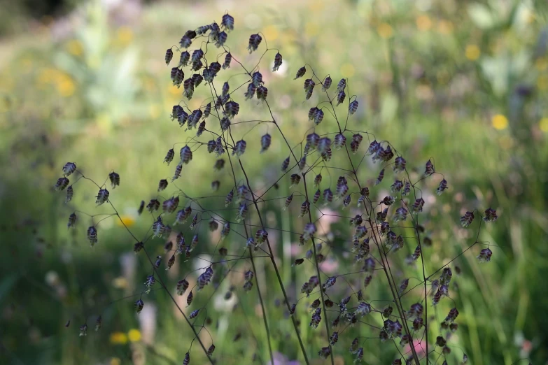 a bunch of purple flowers sitting on top of a lush green field, by Rainer Maria Latzke, hurufiyya, black tendrils, antennae on a hestiasula head, seeds, shadows