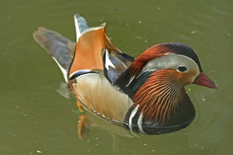 a duck floating on top of a body of water, by Jan Rustem, flickr, shin hanga, interesting skin coloring, guangjian huang, armored duck, richly colored