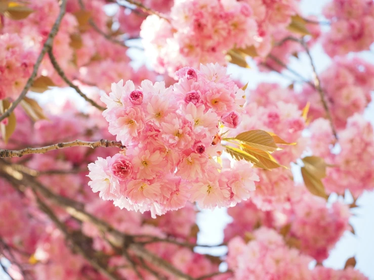 a close up of some pink flowers on a tree, a picture, by Maeda Masao, shutterstock, 🎀 🗡 🍓 🧚, sun is shining, viewed from above, sakura flower