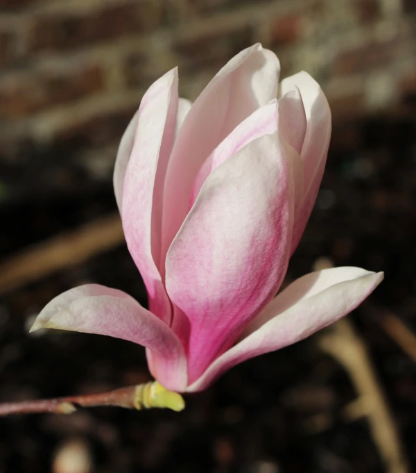 a close up of a flower with a brick wall in the background, a portrait, magnolia, albino dwarf, closeup photo