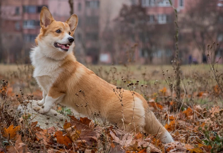 a brown and white dog sitting on top of a pile of leaves, a portrait, by Maksimilijan Vanka, shutterstock, corgi cosmonaut, wallpaper 4 k, beautiful lady, crawling on the ground