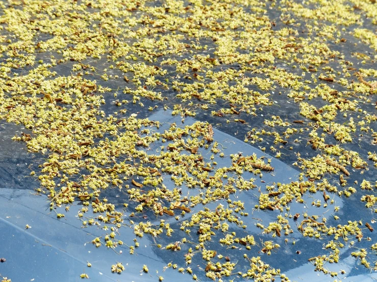 a bird that is sitting on the hood of a car, by Richard Carline, hurufiyya, scattered golden flakes, lotus flowers on the water, favolaschia - calocera, aftermath