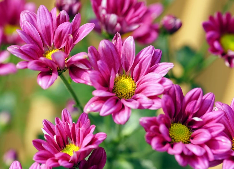 a close up of a bunch of purple flowers, chrysanthemum eos-1d, high quality product image”