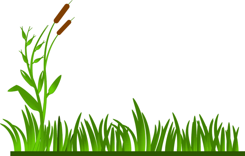 a bird sitting on top of a lush green field, deviantart, black backround. inkscape, bullrushes, cell animation, it\'s name is greeny