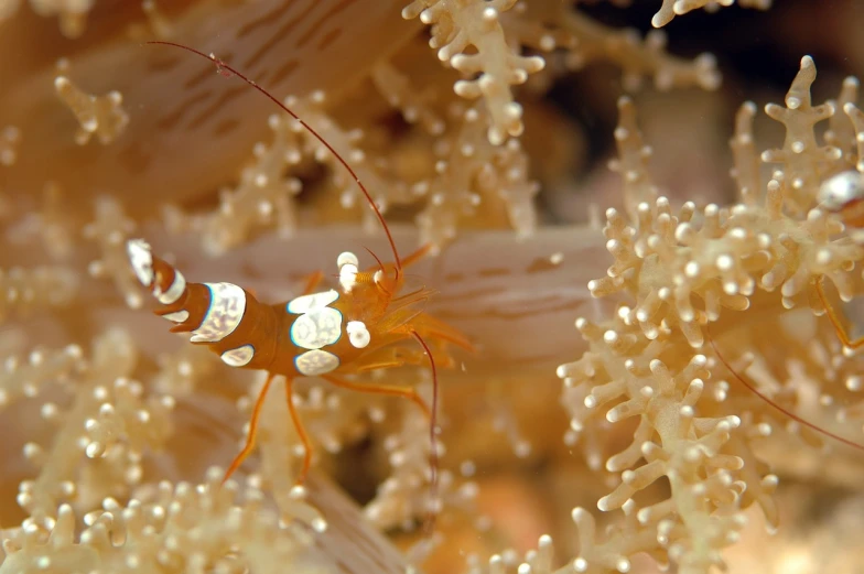 a close up of a shrimp in a sea anemone, hurufiyya, watch photo