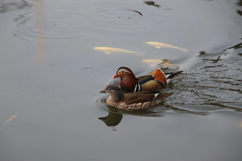 a couple of ducks floating on top of a body of water, a picture, by Jan Rustem, flickr, sōsaku hanga, family portrait, daoshu, stock photo, puce and vermillion