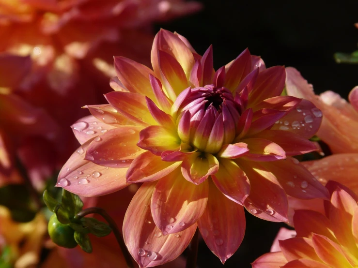 a close up of a flower with water droplets on it, a picture, by Jim Nelson, dahlias, perfect crisp sunlight, intricate ”