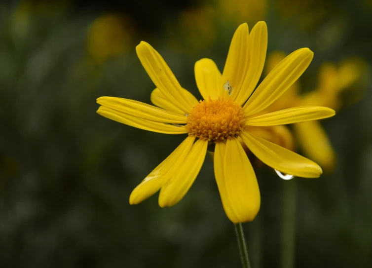 a close up of a yellow flower in a field, by Tom Carapic, summer rain, h. hydrochaeris, beautiful flower, single color