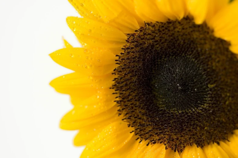 a close up of a sunflower with water droplets on it, minimalism, white background : 3, depth of field!, brightly lit!, grain”