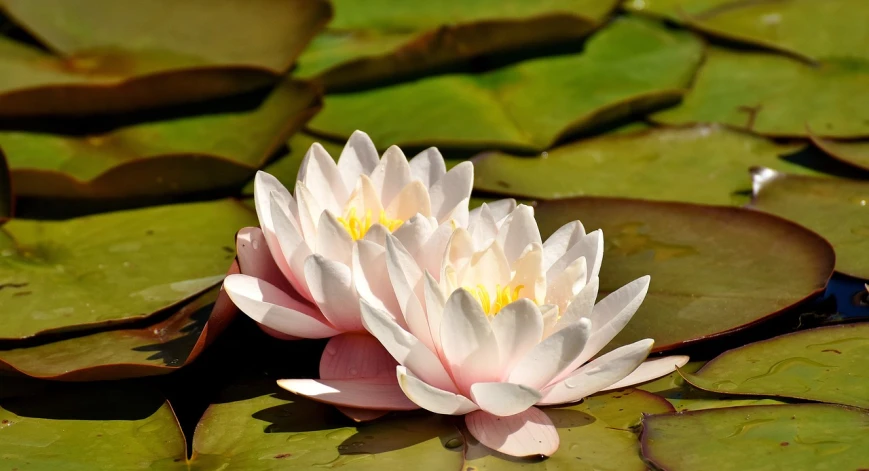 a close up of a water lily in a pond, by Dietmar Damerau, shutterstock, male and female, white and pink, stock photo