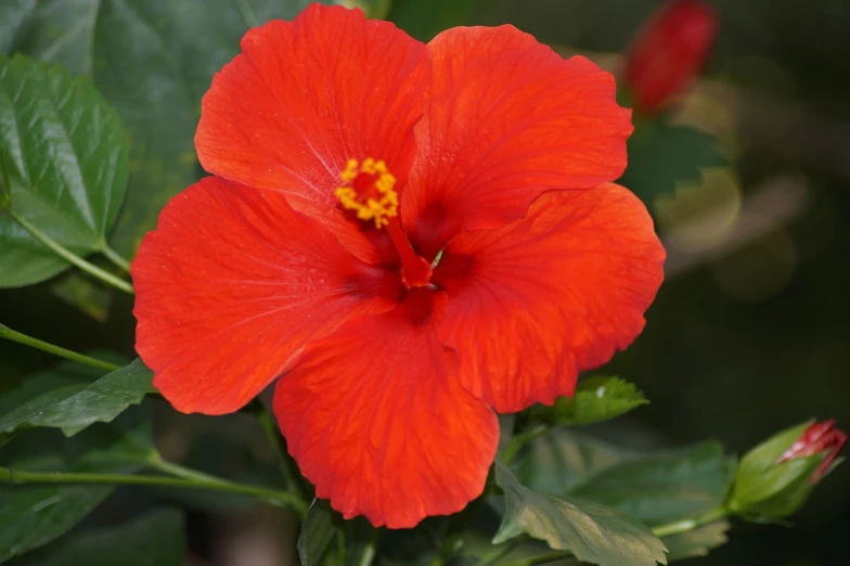 a close up of a red flower with green leaves, hurufiyya, hibiscus flowers, orange flowers, orange fluffy spines, platinum