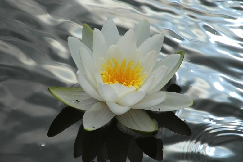 a white flower floating on top of a body of water, a picture, by Linda Sutton, flickr, hurufiyya, beautiful flower, stunningly detailed, floating crown, very powerful