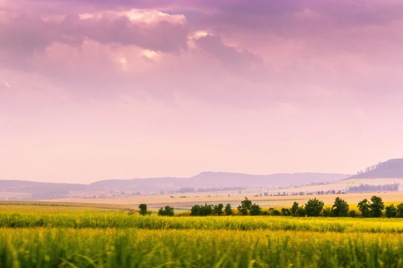 a herd of cattle grazing on a lush green field, a picture, by Adam Marczyński, shutterstock, color field, violet and yellow sunset, tall corn in the foreground, distant mountains lights photo, pink landscape