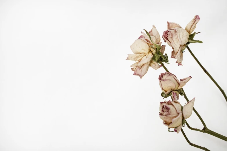 a close up of a bunch of flowers in a vase, romanticism, decaying, blank background, istock, background is white and blank