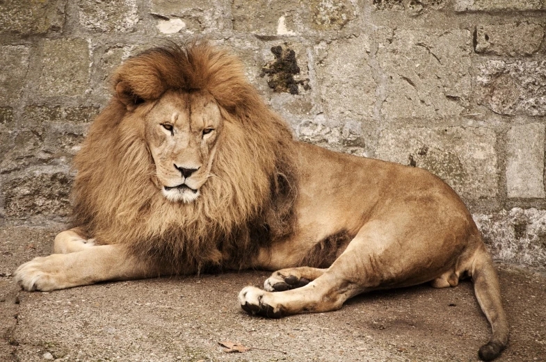 a lion laying on the ground next to a stone wall, a portrait, shutterstock, realistic photo”, proud, male emaciated, wallpaper - 1 0 2 4