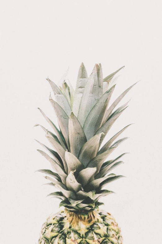 a close up of a pineapple on a table, postminimalism, iphone background, pale colors, white background”, large leaves