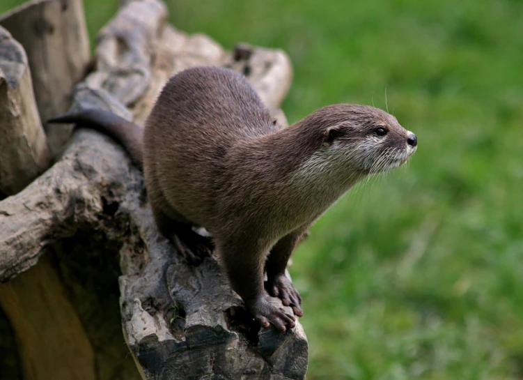 a close up of a small animal on a log, inspired by Marten Post, flickr, cute otter, sleek curves, looking to the right, raptor