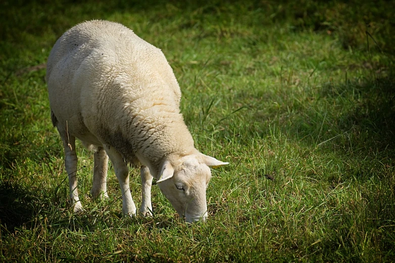 a sheep standing on top of a lush green field, a stock photo, by Jan Rustem, fine art, dinner is served, alabama, taken with my nikon d 3, close up photograph