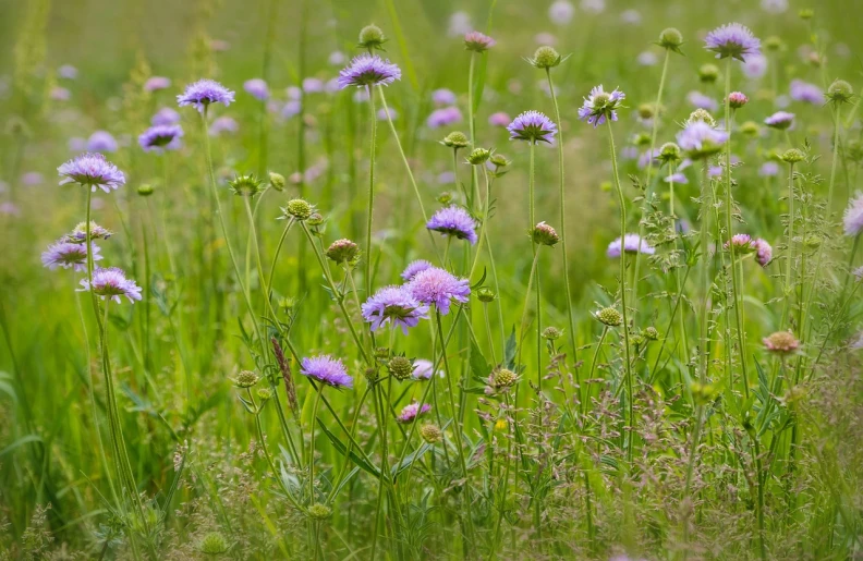 a bunch of purple flowers in a field, a portrait, by Richard Carline, flickr, fine art, wildlife, green meadows, patchy flowers, sigma 200mm