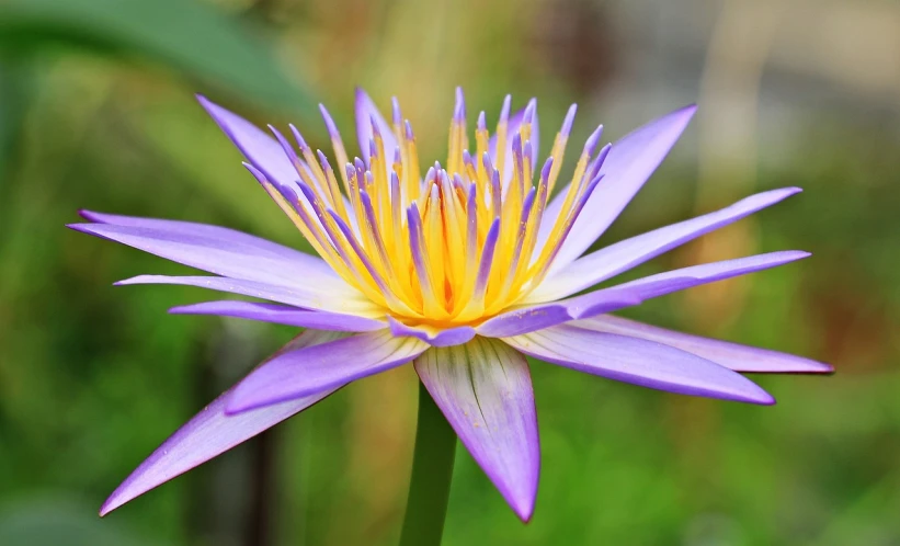 a close up of a purple and yellow flower, hurufiyya, standing gracefully upon a lotus, 🦩🪐🐞👩🏻🦳, very elegant features, ari aster