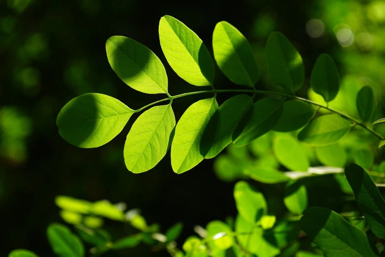 a close up of a leaf on a tree, pixabay, hurufiyya, moringa oleifera leaves, glowing light and shadow, istockphoto, deep forest on background