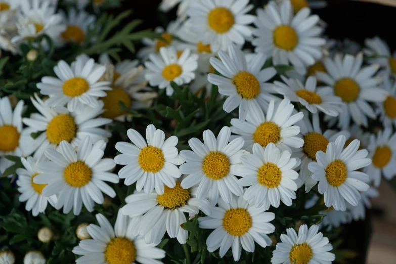 a bunch of white flowers with yellow centers, a portrait, by Yasushi Sugiyama, pixabay, hurufiyya, daisy dukes, 1 6 x 1 6, mischievous grin, high quality detail