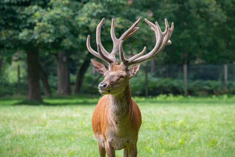 a deer that is standing in the grass, a portrait, proud emperor, it is very huge, italian masterpiece, taken in the early 2020s