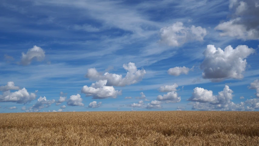 a field of wheat under a partly cloudy sky, by David Simpson, flickr, minimalism, horizon forbideen west, cumulus, partly cloudy