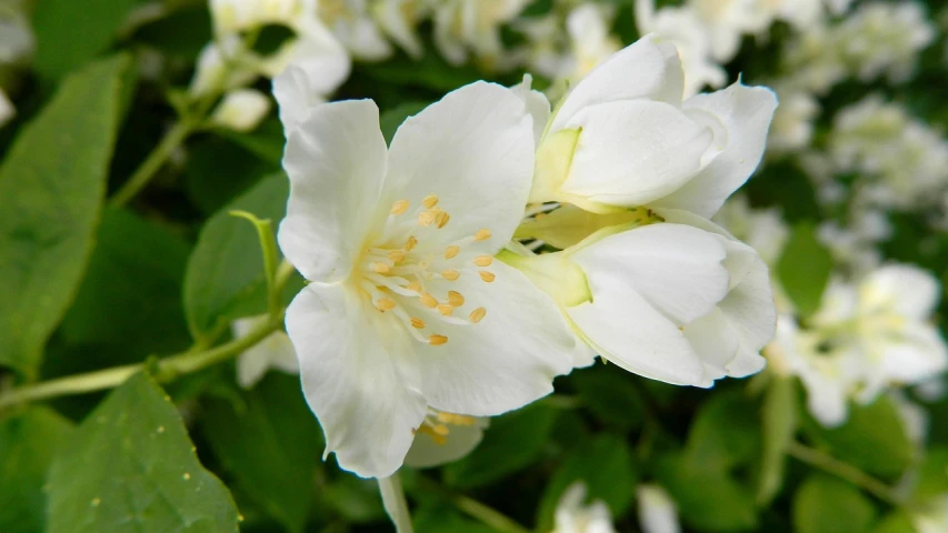 a close up of a white flower with green leaves, a picture, inspired by Edwin Dickinson, jasmine, honeysuckle, an award winning, caramel