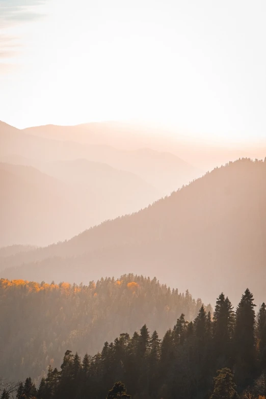 a herd of cattle standing on top of a lush green hillside, a picture, by Matthias Weischer, unsplash contest winner, fine art, autumn sunrise warm light, pine forests, colorado mountains, hazy and misty