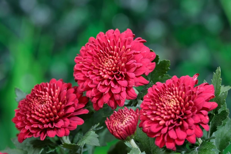 a group of red flowers with green leaves, a portrait, inspired by Pu Hua, trending on pixabay, chrysanthemum eos-1d, ornamental rober, is a stunning, awarding winning