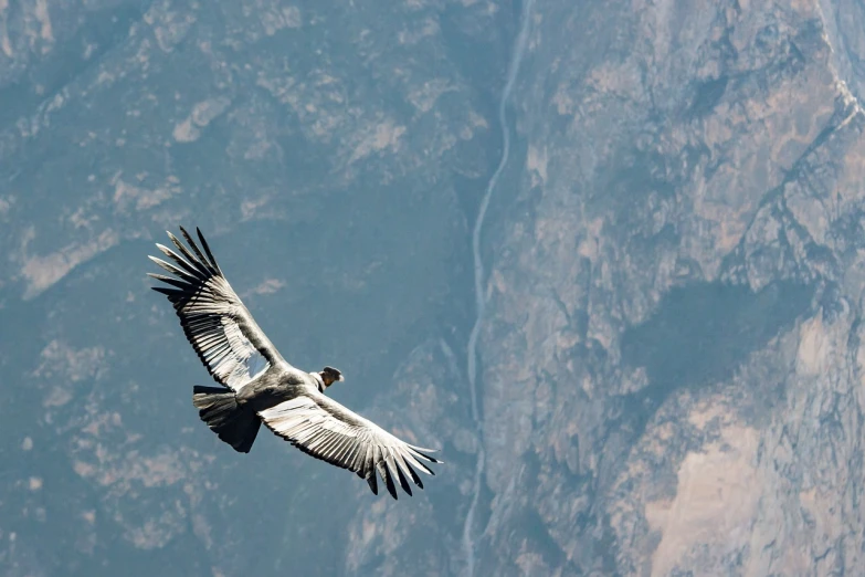 a bird that is flying in the sky, shutterstock, top of a canyon, vulture, central california, photo taken from above