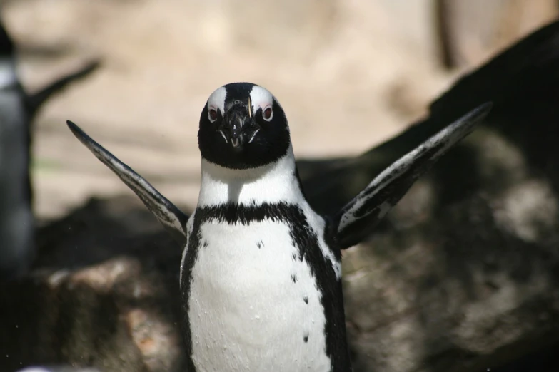 a black and white penguin standing next to a rock, a portrait, shutterstock, his arms spread. ready to fly, large black eyes!!!, bubbles ”, smiling for the camera