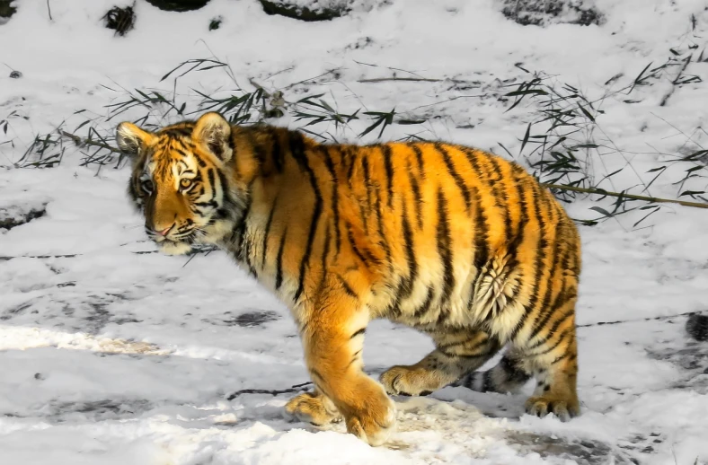 a tiger that is walking in the snow, a picture, sumatraism, 1128x191 resolution, fur hdr, calf, gold