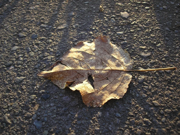 a leaf that is laying on the ground, flickr, hyper realistic”, winter sun, broken road, photo ( far _ shot )