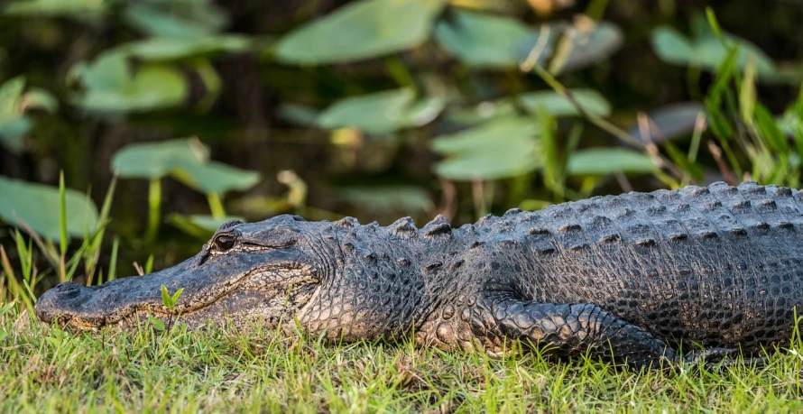 a large alligator sitting on top of a lush green field, a portrait, by Arnie Swekel, shutterstock, laying on the ground, florida, morning detail, closeup photo