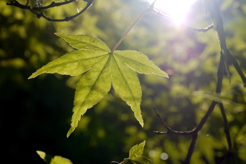 a close up of a leaf on a tree, a picture, inspired by Saneatsu Mushanokōji, hurufiyya, hot with shining sun, japanese maples, light green mist, sun overhead