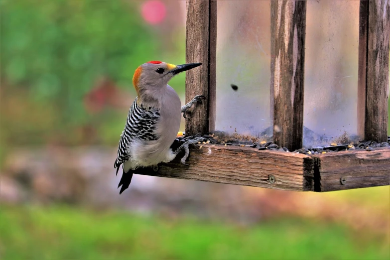 a red - bellied woodpecker perches on a bird feeder, a portrait, by Dave Melvin, pixabay contest winner, looking through a window frame, hdr photo, with a yellow beak, various posed