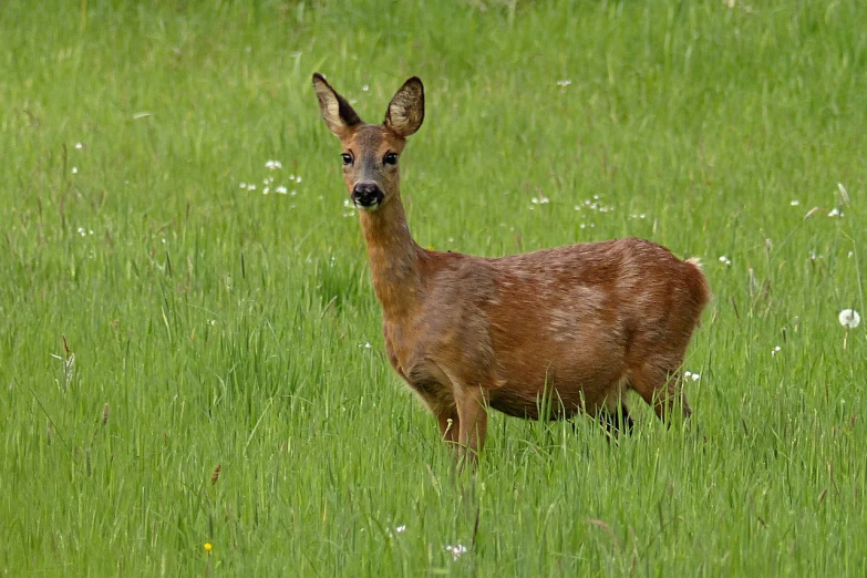 a deer that is standing in the grass, a photo, by Hans Schwarz, young lady, sharp focus - h 8 0 0, may, 4 0 9 6