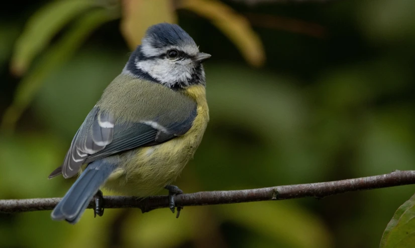 a small bird sitting on top of a tree branch, by Josef Mánes, shutterstock, bauhaus, some yellow green and blue, all looking at camera, blue and grey, over the shoulder shot