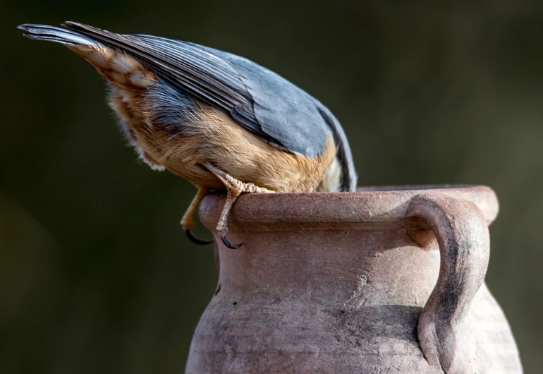 a bird sitting on top of a clay vase, inspired by Gillis d'Hondecoeter, shutterstock, bending over, picton blue, seeds, candid shot