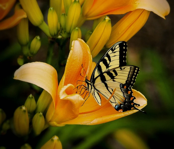 a butterfly sitting on top of a yellow flower, by David Garner, flickr, renaissance, big lilies, porcelain skin ”, tiger, at full stride