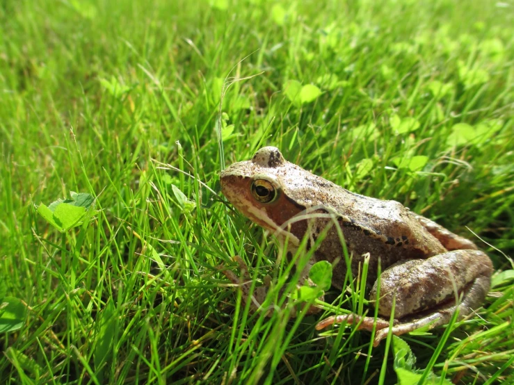 a frog that is sitting in the grass, a photo, very sharp photo