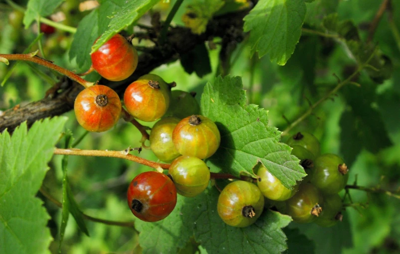 a close up of a bunch of fruit on a tree, by Hans Fischer, flickr, hurufiyya, wild berries, gooseman, older male, green