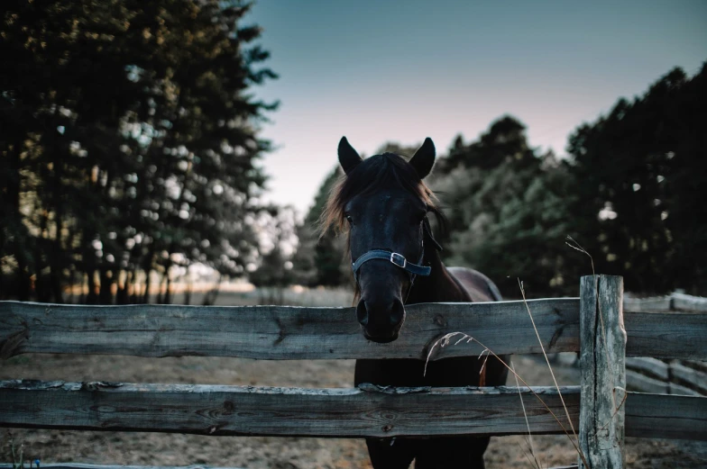 a brown horse standing next to a wooden fence, a picture, unsplash, black and brown, at twilight, small fence, well edited