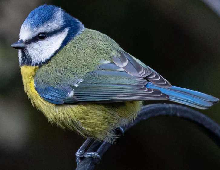 a blue and yellow bird sitting on a branch, fine detail post processing, taken in 2 0 2 0, brand colours are green and blue, silver and blue colors