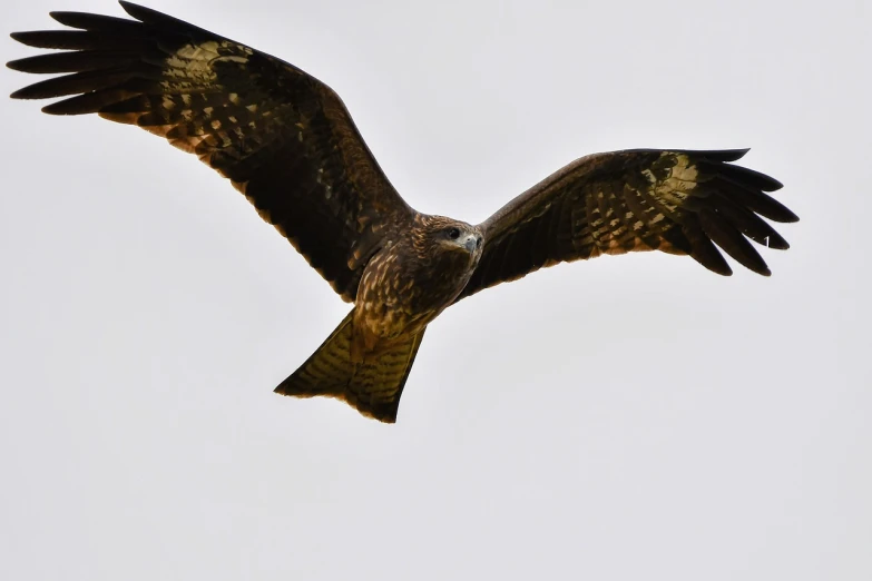 a bird that is flying in the sky, a portrait, pexels, hurufiyya, photograph of a red kite bird, banner, img _ 9 7 5. raw, martin mottet