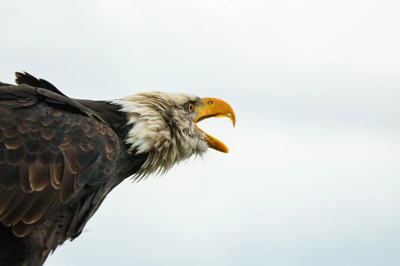 a close up of an eagle with its mouth open, a stock photo, profile perspective, reaching for the sky, skewed shot, dramatic and emotional