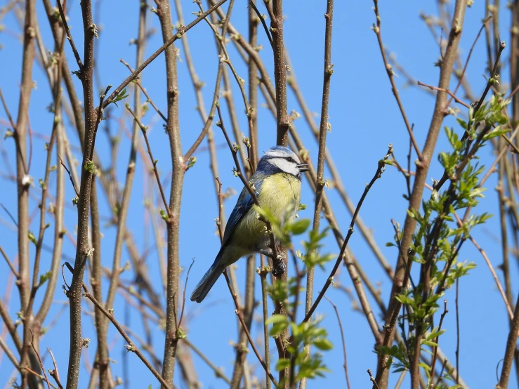 a small bird sitting on top of a tree branch, by Julian Allen, shutterstock, in blue and yellow clothes, hull, springtime morning, img _ 9 7 5. raw